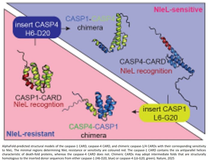Dangerous E. coli strain blocks gut’s defense mechanism to spread infection