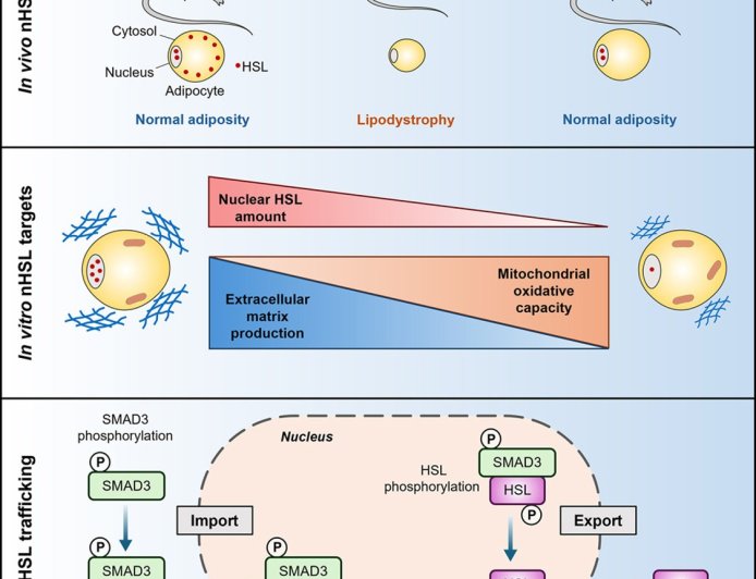 Role of nuclear hormone-sensitive lipase (HSL) in lipid metabolism