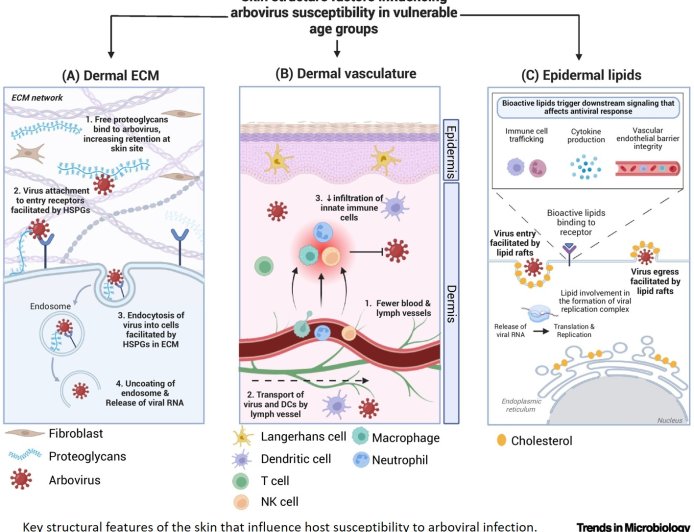 From structure to immunity: how skin shapes age-related vulnerability to Chikungunya virus infections