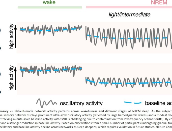 The intricate interplay of diverse brain physiological processes as people fall asleep