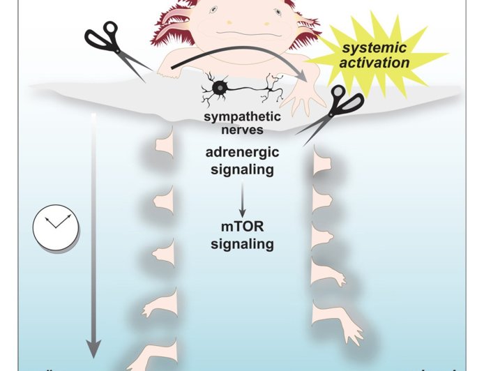 Salamanders rely on sympathetic nervous system to regenerate body parts