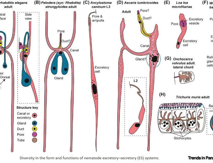 Resolving tissue and cellular functions of parasitic nematodes