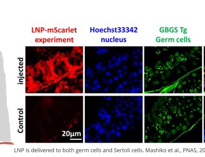 mRNA therapy restores sperm production and fertility in mice