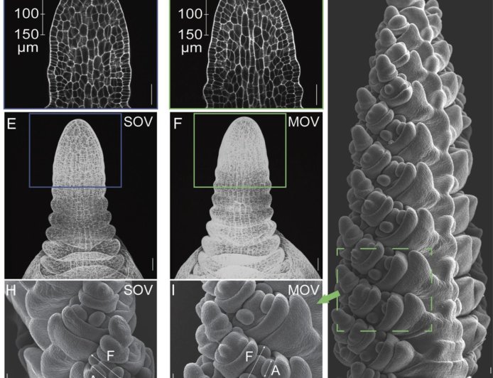 Tripling wheat production gene discovered!