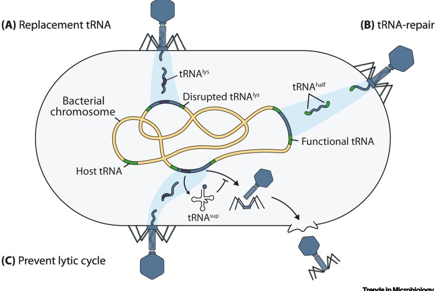 Phage tRNAs