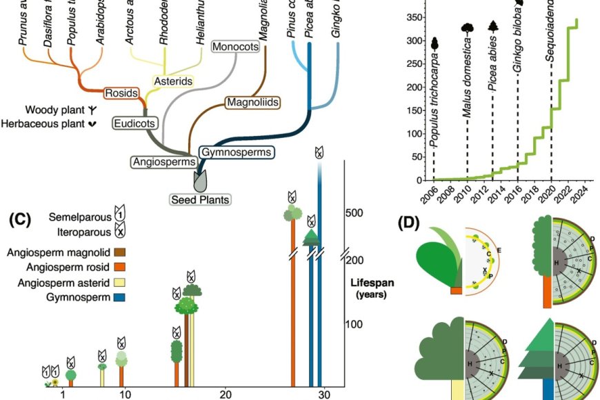 What genes make a tree a tree?