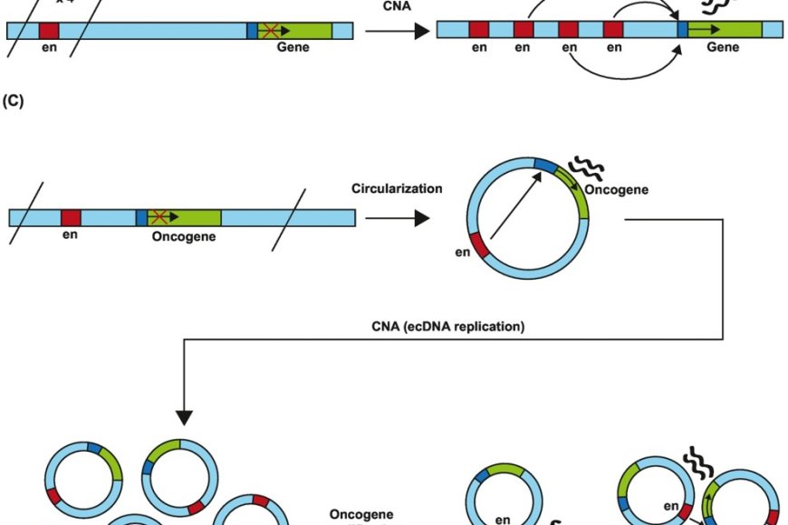 Shaping the cancer epigenome with structural variation