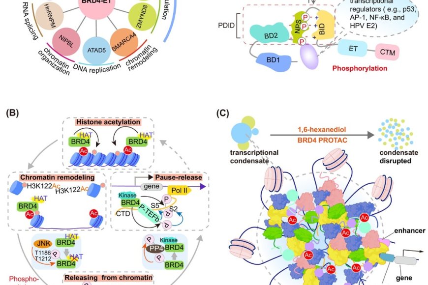 BRD4 bromodomain targeting for new therapeutic frontiers