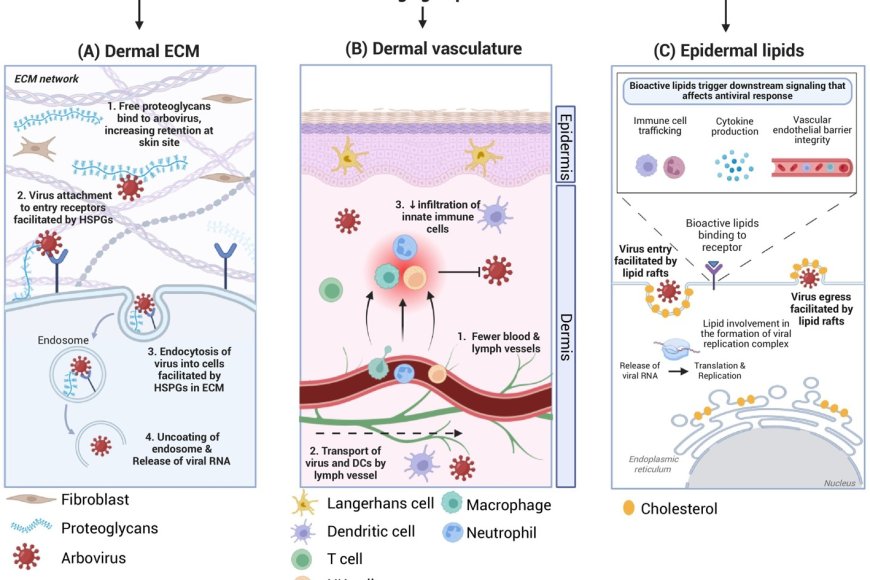 Chikungunya virus infections and skin aging