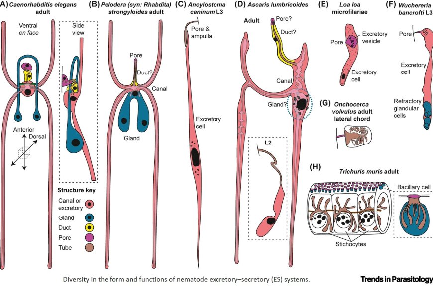Parasitic nematodes tissue and cellular function