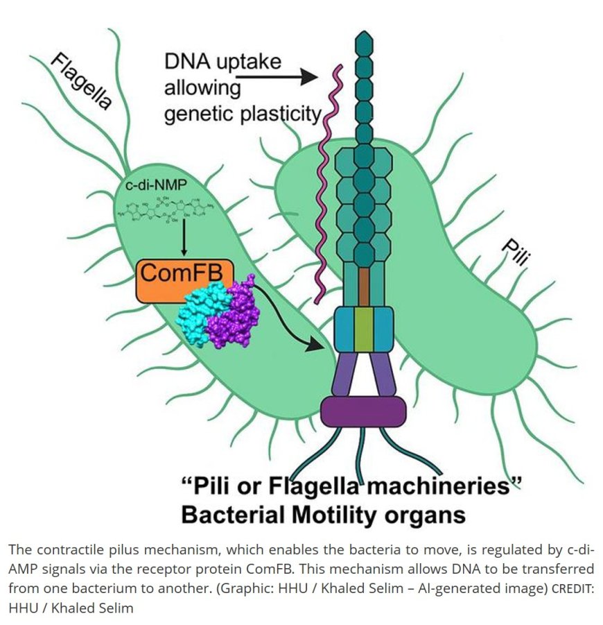 New mechanisms for bacterial motility and DNA transfer between bacteria decoded