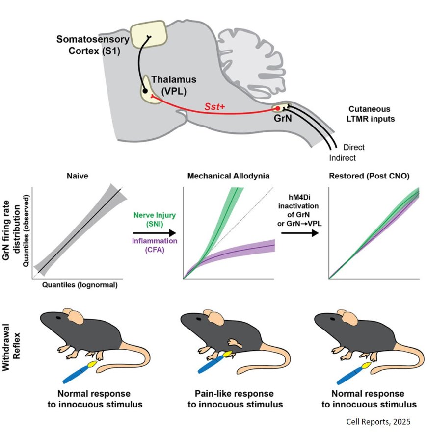 The dorsal column nuclei encode and transmit the network signatures of mechanical allodynia