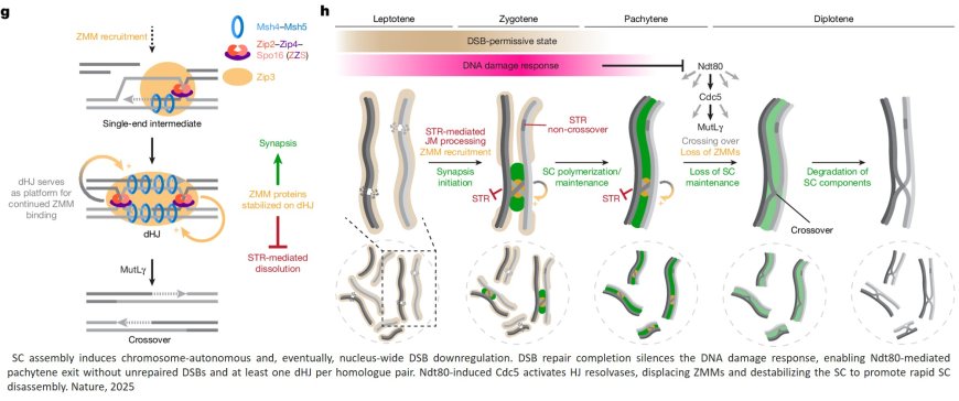 A molecular zipper and a DNA link team up to protect fertility