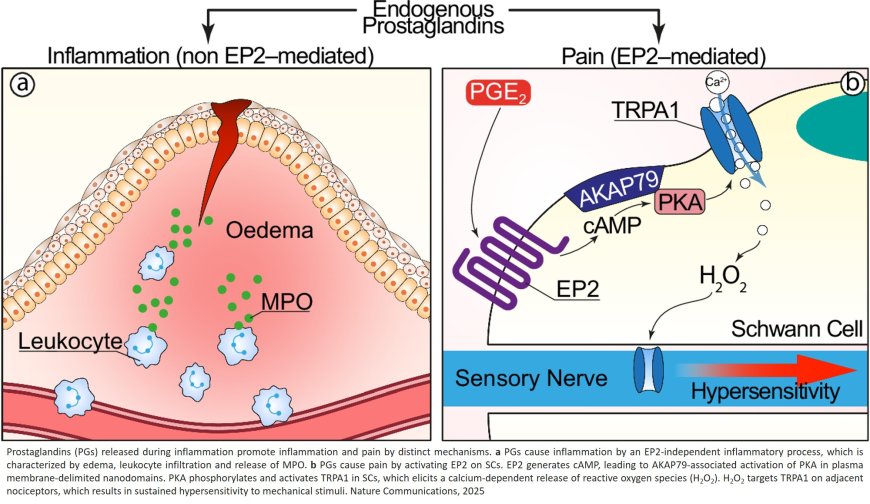 Decoupling inflammation from pain