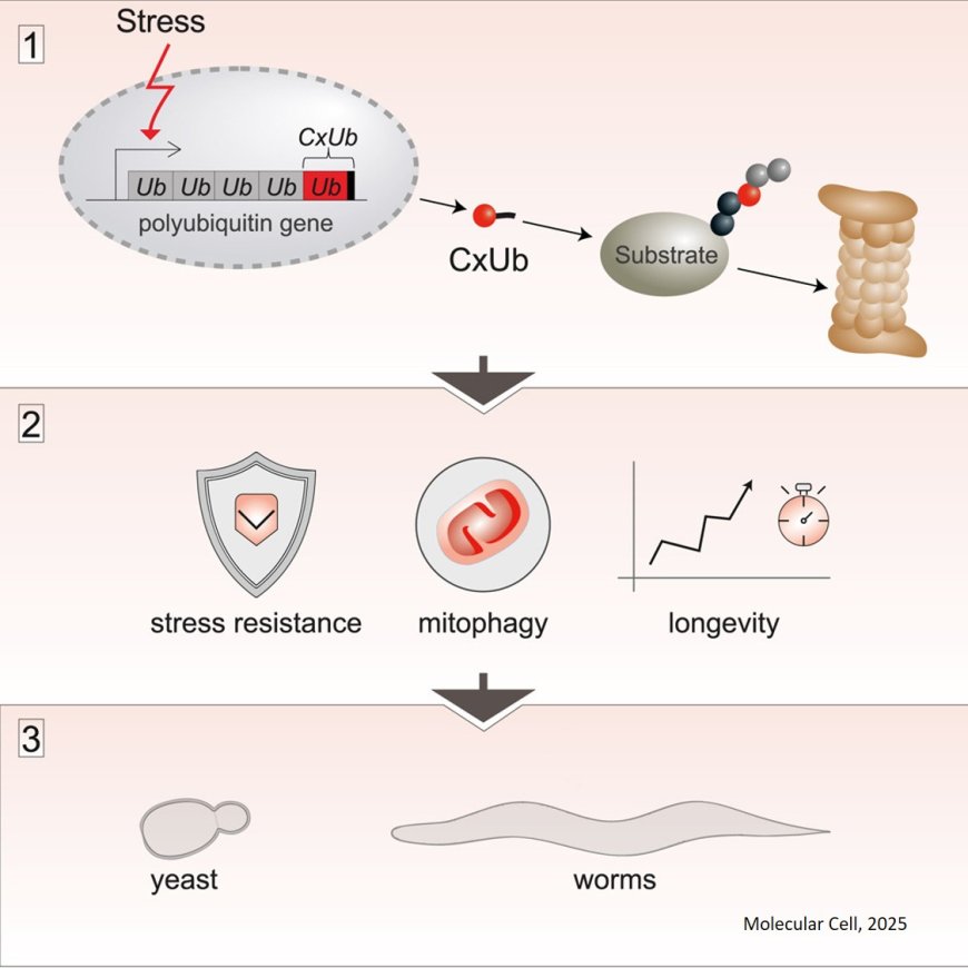 C-terminal extension of ubiquitin promotes proteostasis and longevity