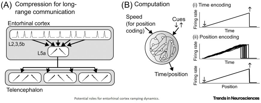 Entorhinal cortex computations influenced by ramping dynamics