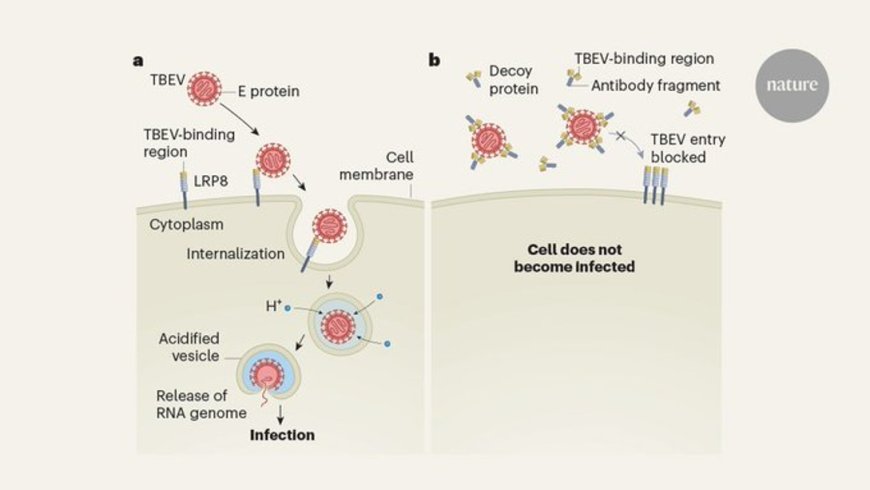 How a tick-borne virus enters human cells