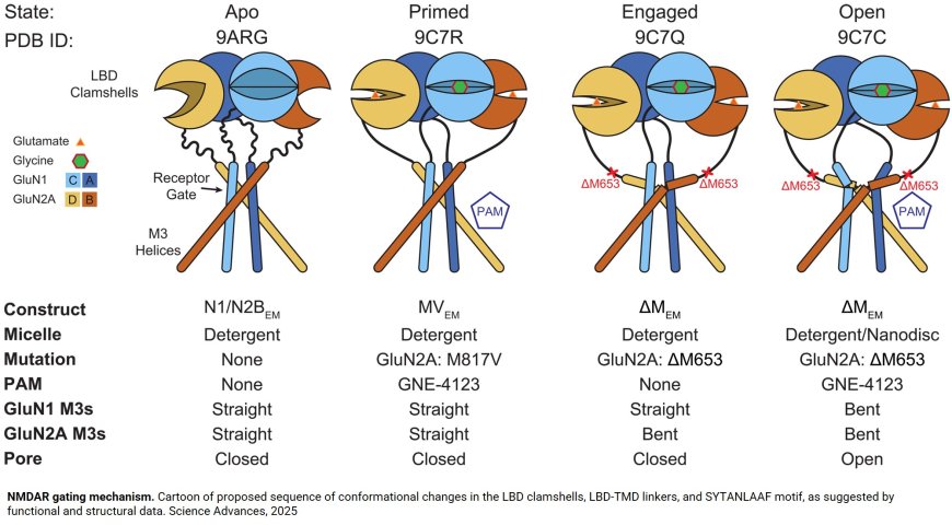 Cryo-EM snapshots of NMDA receptor activation illuminate sequential rearrangements