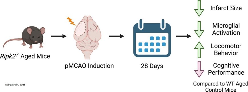 Effects of global Ripk2 genetic deficiency in aged mice following experimental ischemic stroke