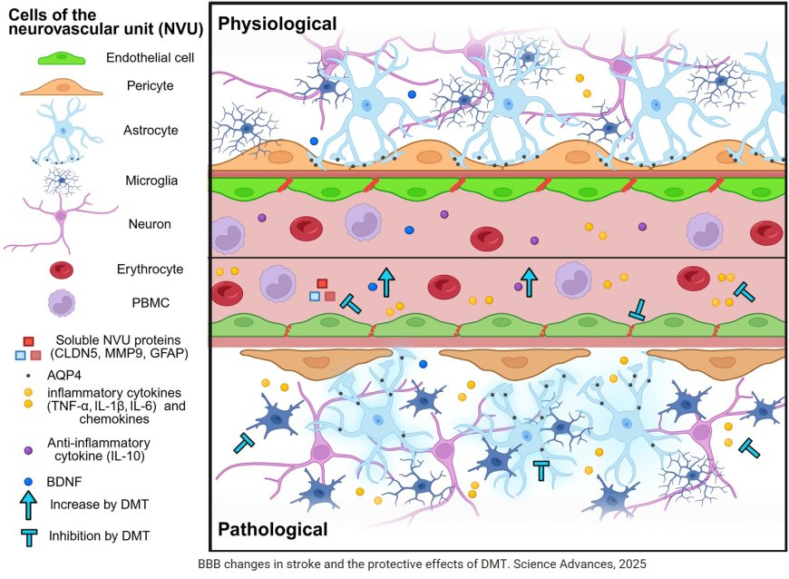 N,N-dimethyltryptamine mitigates experimental stroke by stabilizing the blood-brain barrier and reducing neuroinflammation