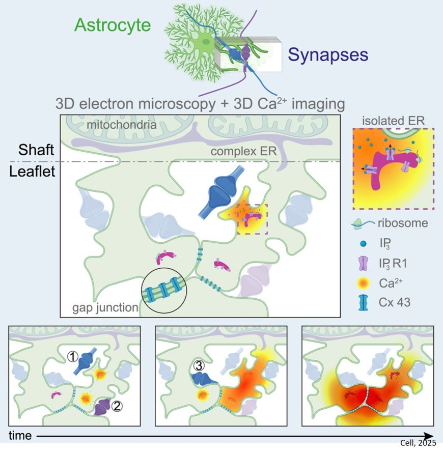 Astrocytes functionally integrate multiple synapses via specialized leaflet domains