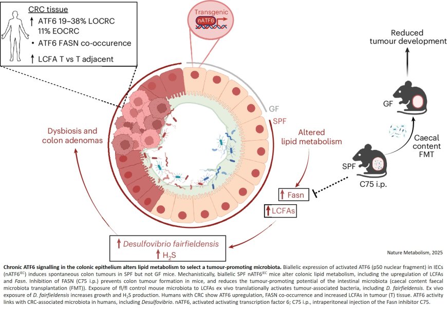 Fatty acids feed cancer-promoting bacteria