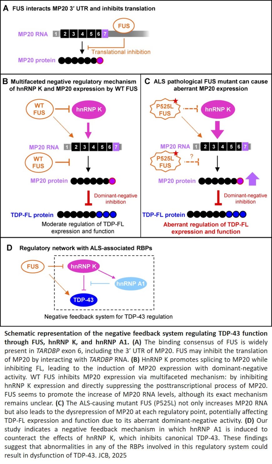 Dominant-negative isoform of TDP-43 is regulated by ALS-linked RNA-binding proteins