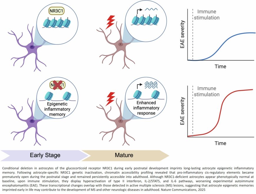 NRC31 limits the imprinting of astrocyte epigenetic inflammatory memory early in life