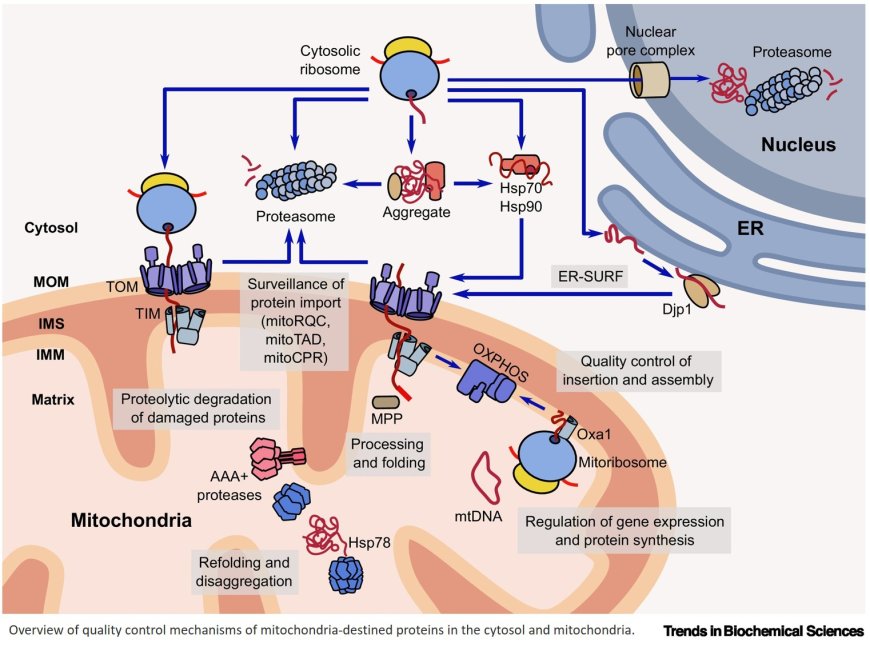 Interconnectivity of mitochondrial protein biogenesis and quality control