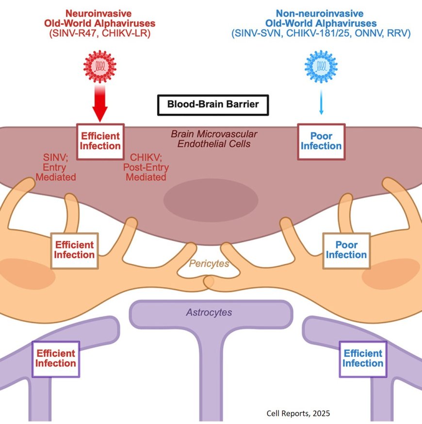 Old World alphaviruses use distinct mechanisms to infect brain microvascular endothelial cells for neuroinvasion