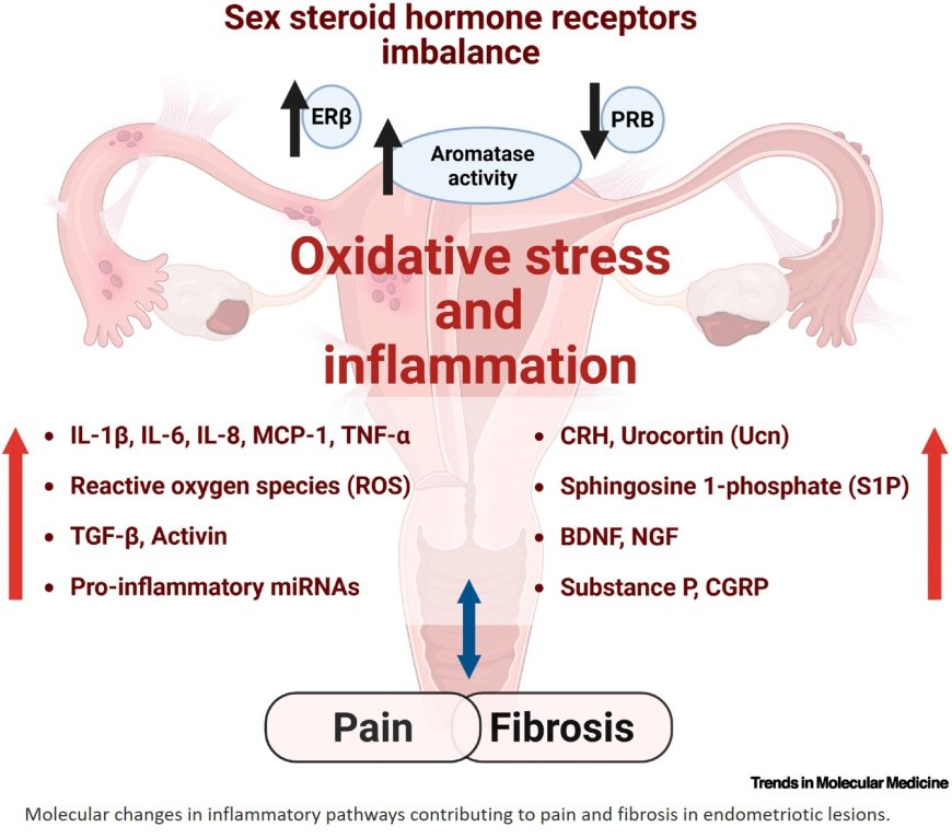 Endometriosis and comorbidities: molecular mechanisms and clinical implications