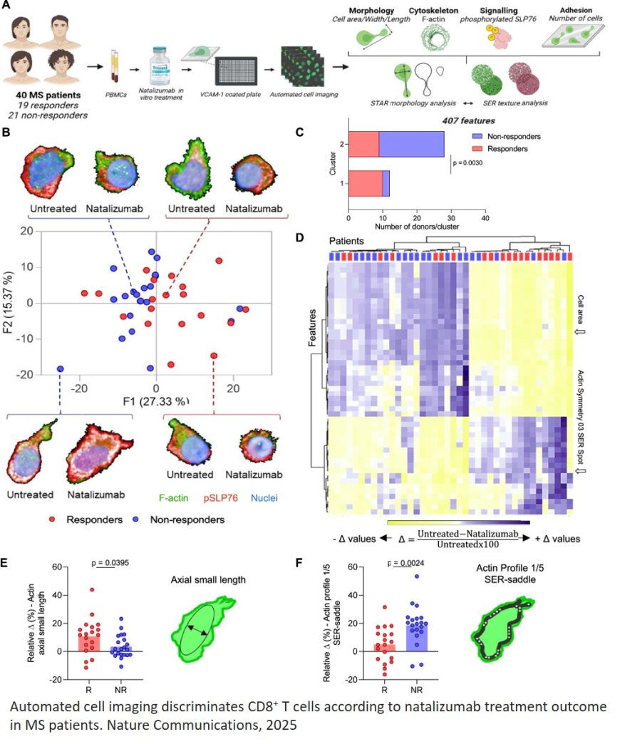 In vitro morphological profiling of T cells predicts clinical response to natalizumab therapy in patients with multiple sclerosis