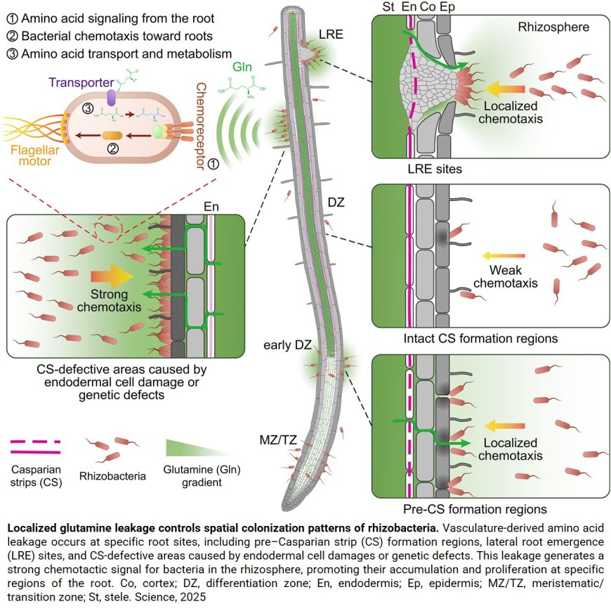 Role of glutamine in plant root microbial colonization
