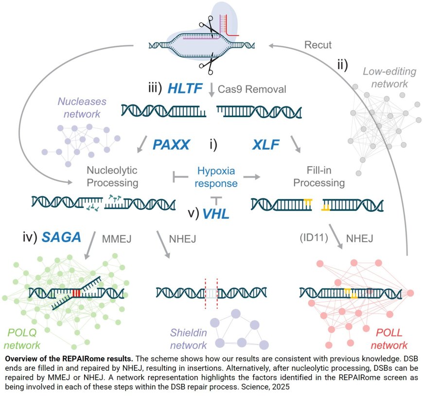 REPAIROME, a catalog of human DNA repair