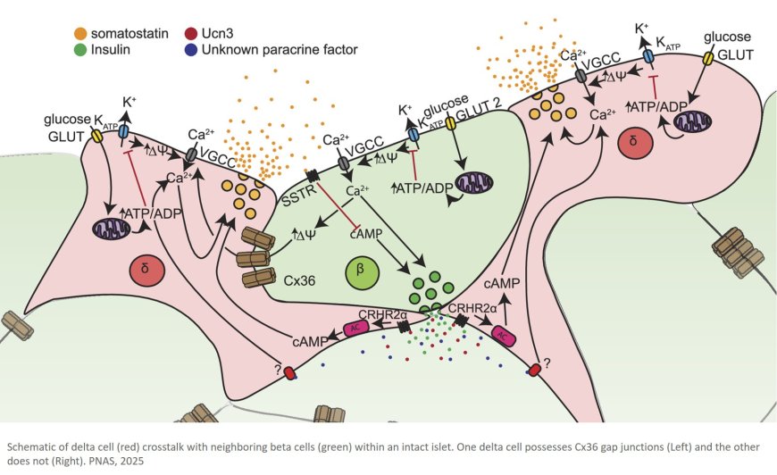 Heterogeneity in the coordination of delta cells with beta cells is driven by both paracrine signals and low-density Cx36 gap junctions