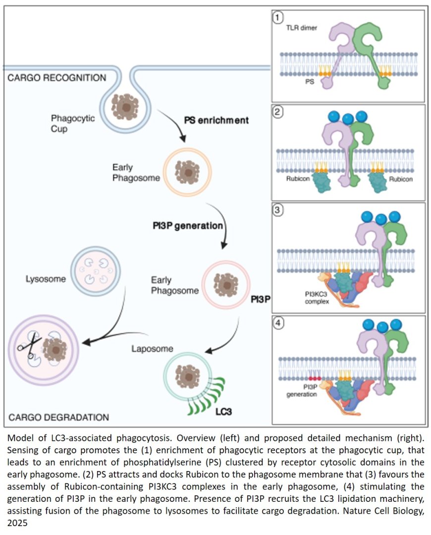 Membrane receptors cluster phosphatidylserine to activate LC3-associated phagocytosis