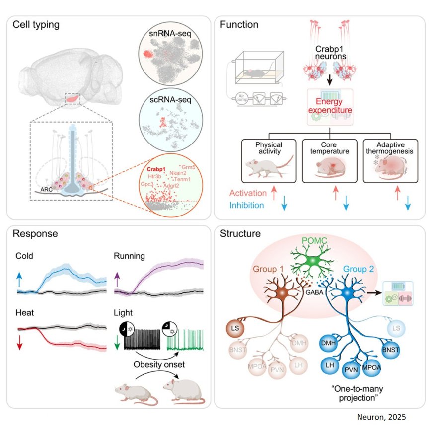 Neural basis for energy expenditure in arcuate hypothalamus