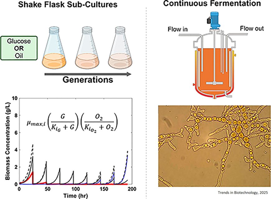 Staying productive under pressure: systems evaluations of β-carotene production in Yarrowia lipolytica under continuous fermentation