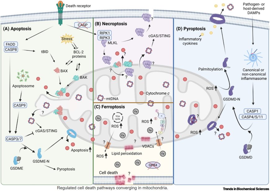 Mitochondrial dynamics and pore formation in regulated cell death pathways