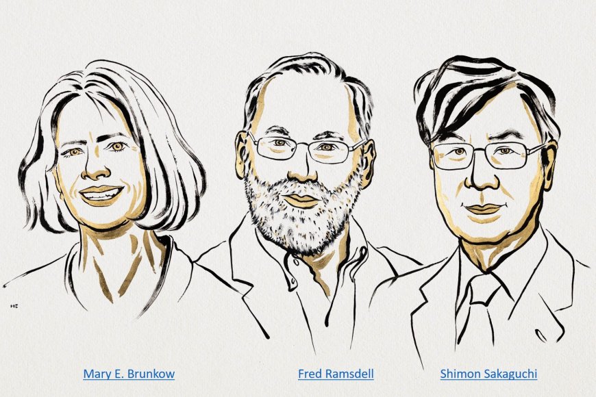 The Nobel Prize in Physiology or Medicine 2025