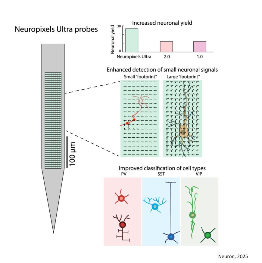 Ultra-high-density Neuropixels probes improve detection and identification in neuronal recordings