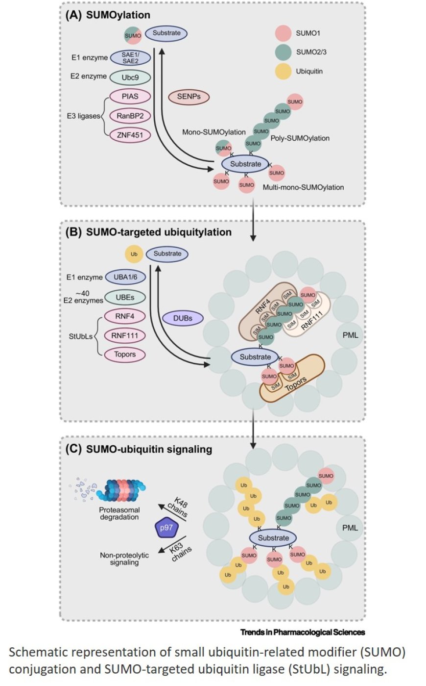 Reprogramming SUMO-primed ubiquitylation: opportunities in oncology and neurology