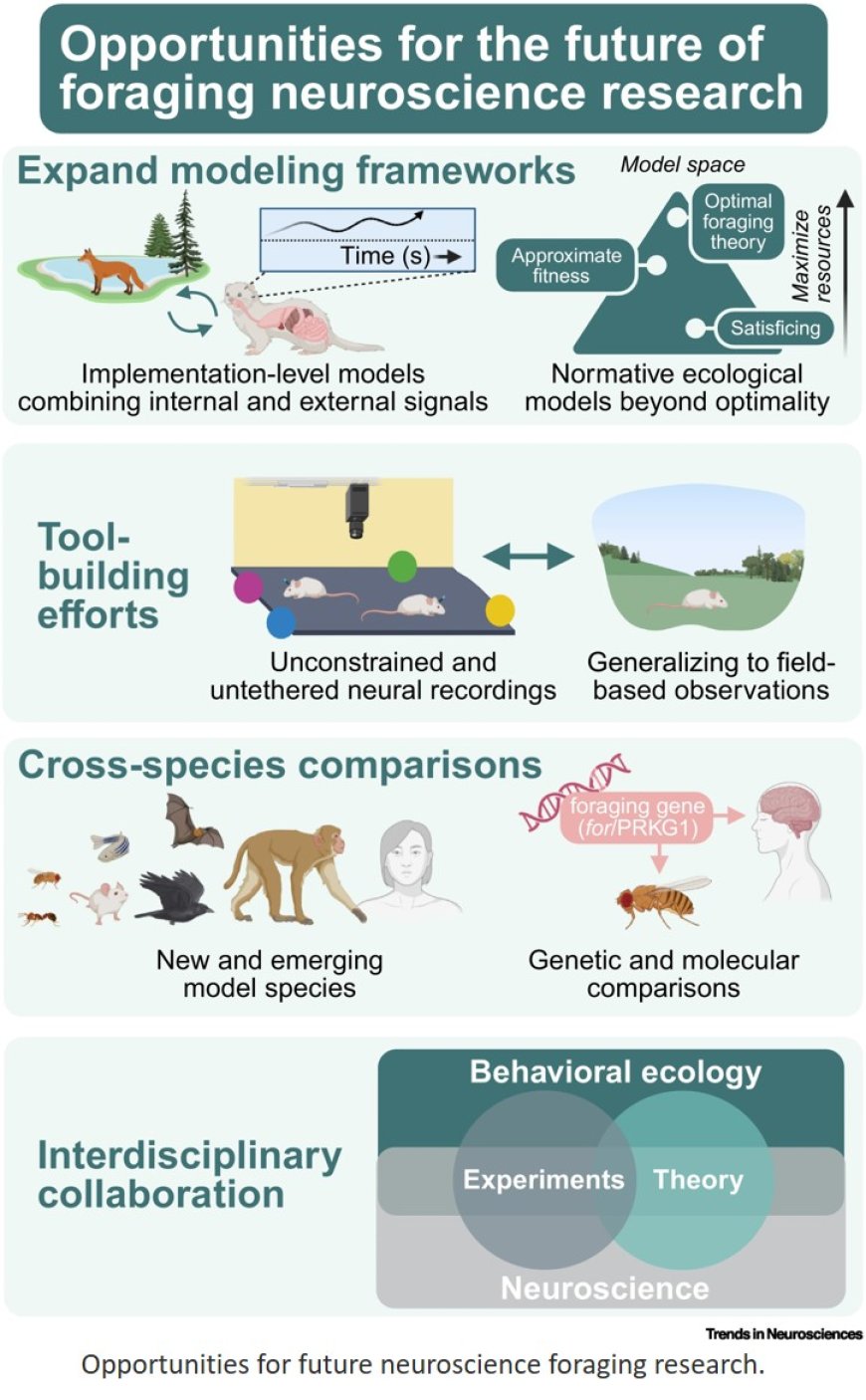 Foraging as an ethological framework for neuroscience