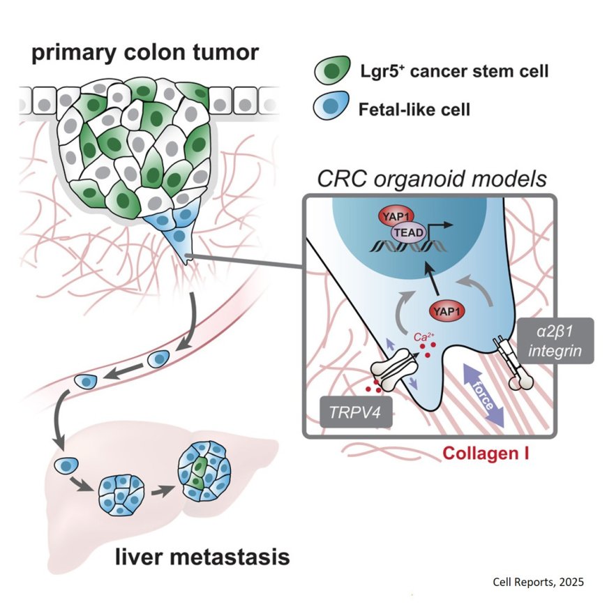 Mechanosensitive calcium channels and integrins coordinate the reprogramming of colorectal cancer cells into a fetal-like state