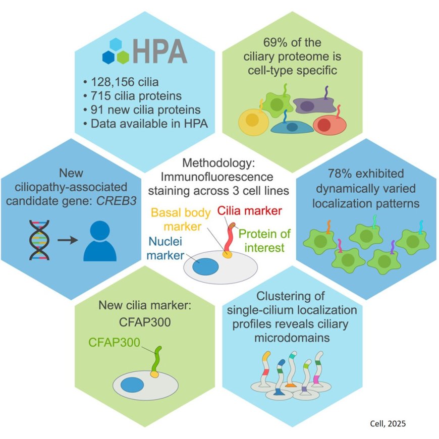 Intrinsic heterogeneity of primary cilia revealed through spatial proteomics