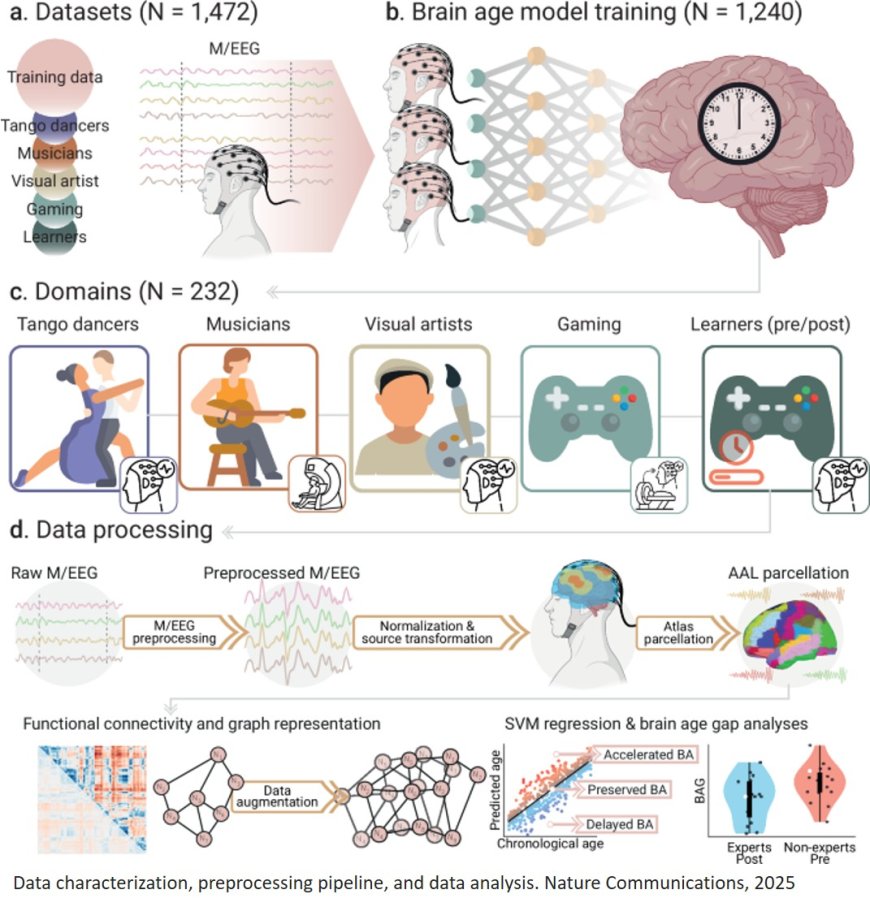 Creative experiences and brain clocks