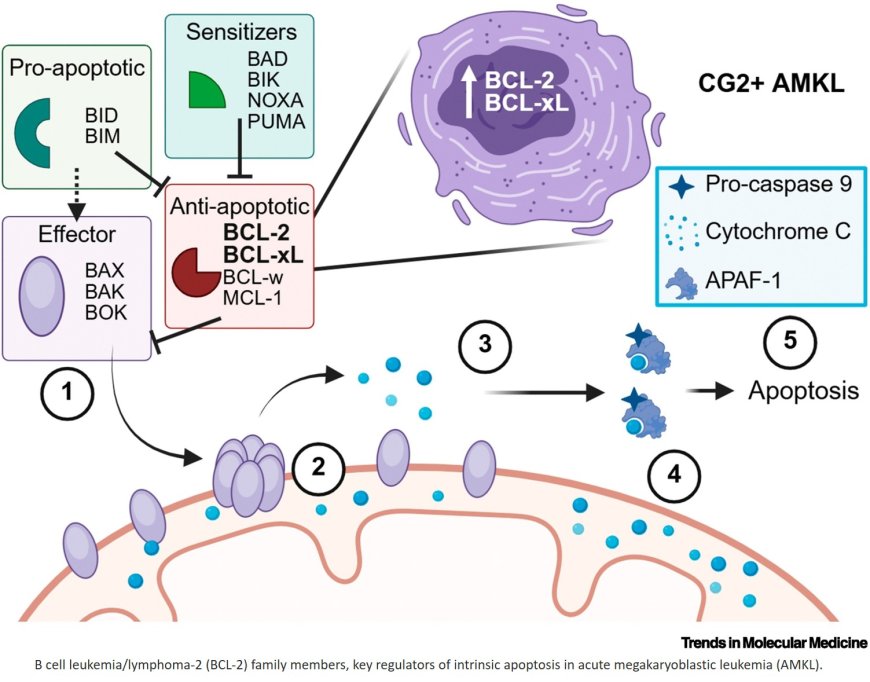 BH3 mimetic therapies for CBFA2T3::GLIS2 pediatric acute megakaryoblastic leukemia