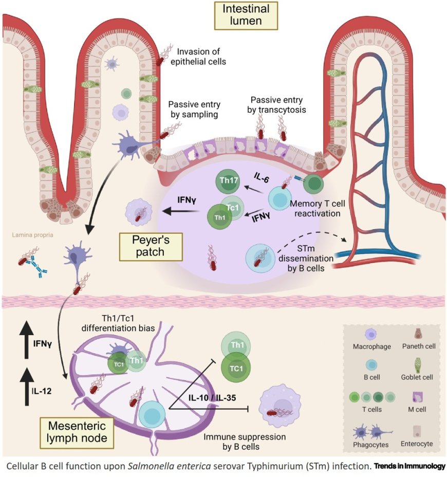 Germinal centre B cell disruption by non-typhoidal Salmonella