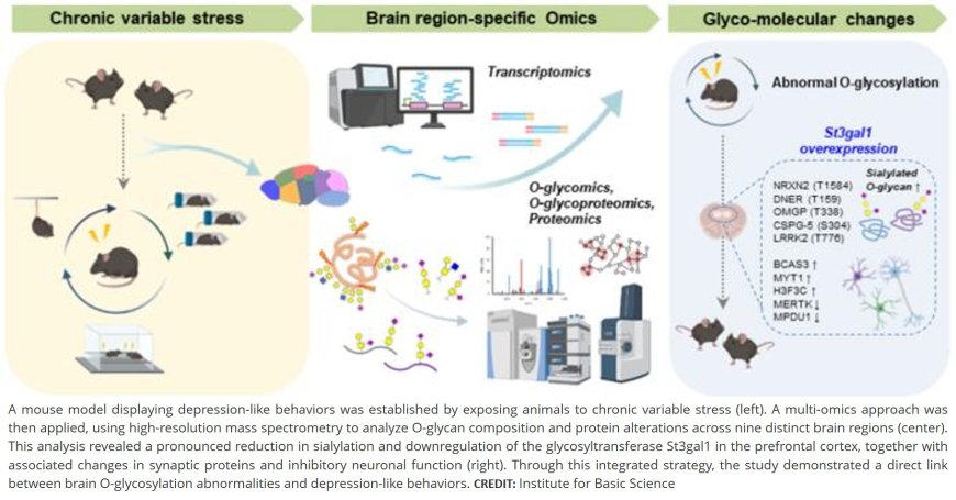 Abnormal O-glycan sialylation in the mPFC contributes to depressive-like behaviors in male mice