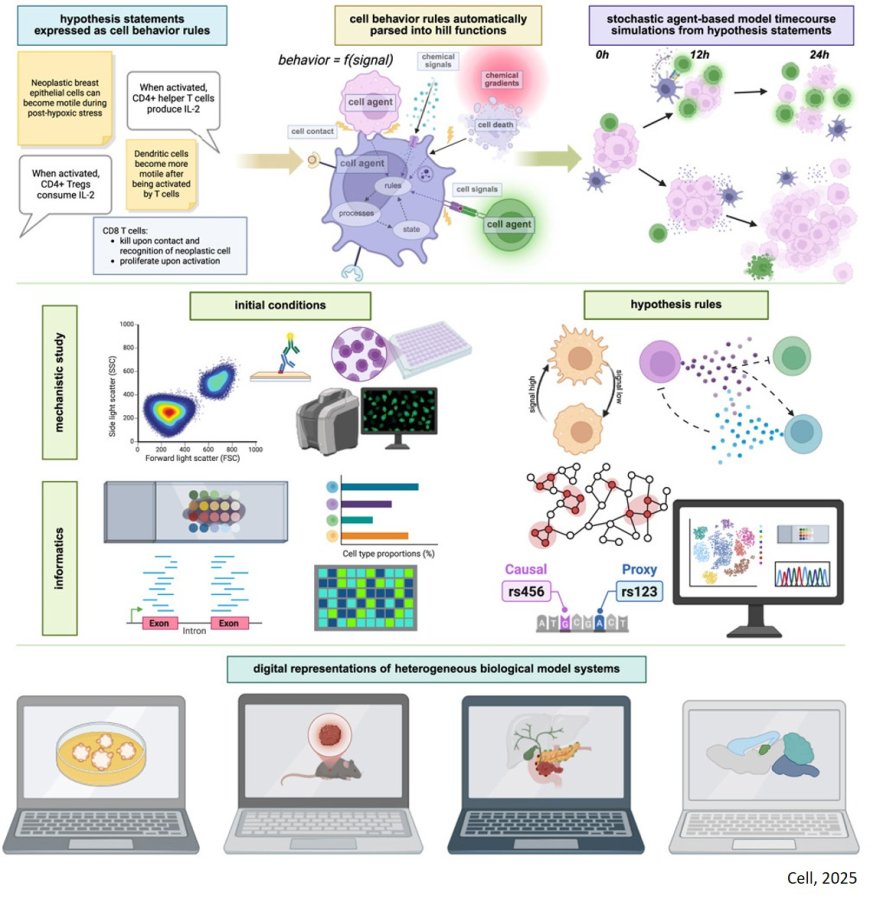 Human interpretable grammar encodes multicellular systems biology models to democratize virtual cell laboratories